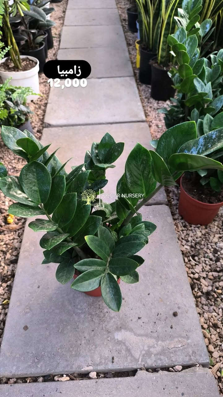 🌿 نبات الزامبيا — الأناقة مع أقوى تحمّل ✨

إذا تريد نبات شكله راقي وما يحتاج عناية متعبة، فالزامبيا هو الخيار المثالي 👌
يتحمّل قلة السقي والإضاءة الداخلية، لذلك يعتبر من أفضل النباتات للمكاتب والبيوت 🌱

متوفر عدنة بـ 5 أحجام مختلفة
ومتوفر:
🇳🇱 هولندي
🇮🇷 إيراني

✅ أوراق كثيفة ولمعة جميلة
✅ جودة نباتات ممتازة
✅ تربة نظيفة وعناية عالية بكل شتلة

نعتني بأدق التفاصيل حتى يوصللك النبات بأفضل شكل ويضيف لمسة فخامة وهدوء للمكان 💚

📍 زورونا في موقعنا:
مشتل الأوسكار – حي الحنانة – شارع نجف _ كوفة
(مقابل غرفة تجارة النجف و فريندز كافيه ومطعم شريف– مجاور متنزه الحنانة العائلي)

🕗 أوقات الدوام:
من 8:30 صباحاً إلى 8:00 مساءً

📞 للطلب والاستفسار:
*********** – ***********
(اتصال / واتساب / مراسلة عبر فيسبوك)
 متوفر دفع  زين  كاش ومتوفر ماستر  
🚗 يتوفر توصيل داخل النجف
موجودين في تطبيق توترز لبعض المواد الزراعية 
أهلاً وسهلاً بكم دائماً في مشتل الأوسكار 🌹🌹🌹

