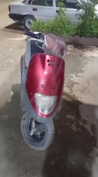 منغولي • فحل • سلف