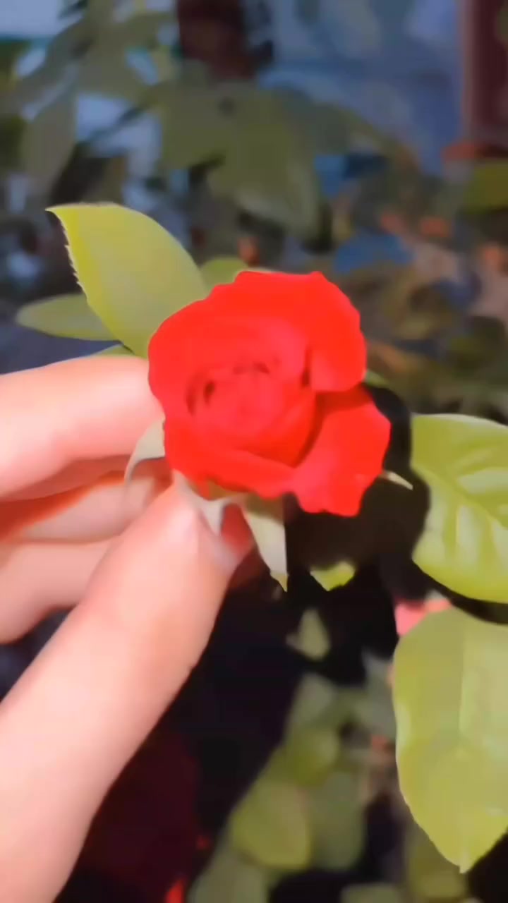 ورد جوري متسلق واسمه العلمي Rosa Damascena☘️#نباتات #نبات


**إذا كنت صاحب هذا الإعلان وتريد حذفه لأي سبب، رجاءا أرسل رسالة إلى الدعم الفني**