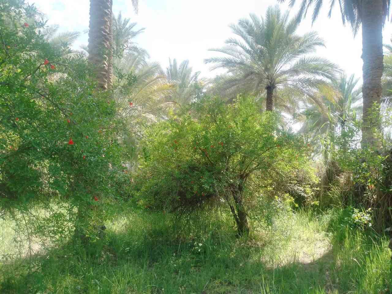 دونم سند 25 للبيع تحويل اسهم بأسم المشتري كربلاء طريق بغداد عمود 54 خلف جامعة الزهراء  يبعد عن الشارع العام تقريبا كيلو ونصف وعن التبليط تقريبا 50 متر يحتوي دار مساحة البناء 225م بناء درجة اولى 3غرف نوم وصالة واستقبال ومطبخ وصحيات كافة الخدمات ماء اساله ونهر سقي وكهرباء واجهة الدونم تقريبا 80 م البستان  غابة حمضيات ونخيل السعر وباقي التفاصيل الاتصال على الرقم ***********
