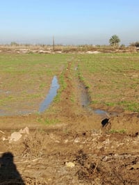 قرية آل بعليان • ٢ ونصف دونم • مع داريين