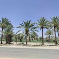 قطعة للإيجار • طريق هاشمية • شريفة بنت الحسن