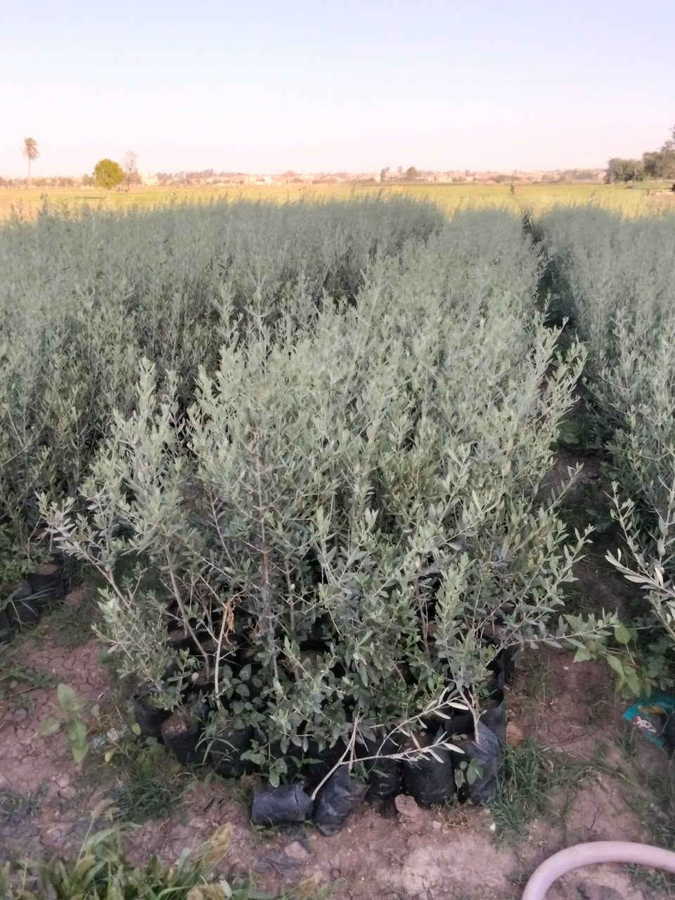 لدينا جميع انواع شتلات الزيتون بانواعه بكول منزنلو كروتينا وكروناكي وعجيزي شامي وتفاحي وجزورين وتين أسباني ت 01025949291


**إذا كنت صاحب هذا الإعلان وتريد حذفه لأي سبب، رجاءا أرسل رسالة إلى الدعم الفني**