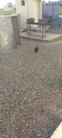 داجاجات عرب بياضات  ناصحات مالات بيت  ثلاث ديوكه وياهن  خوش دجاجات مال...