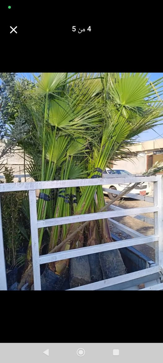 ‎دارى واشنتؤنيا بةهةرزانترين نرخ🌲‎ أربيل, العراق


**إذا كنت صاحب هذا الإعلان وتريد حذفه لأي سبب، رجاءا أرسل رسالة إلى الدعم الفني**