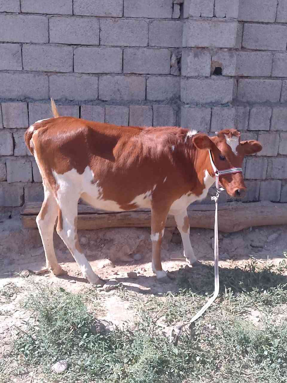 السلام عليكم للبيع بچر جنس اصليه مالت بيت ترهم ربط وجنيه اصرفت وما صرفناها شرط على كل عيب السعر مليون و430وبيها مجال قليل الاستفسار الاتصال على الرقم ***********
