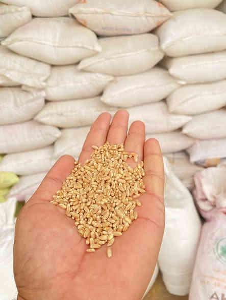 السلام عليكم حنطه باجران الماني بنت الچيس 
الكمية خمسه طن السعر 900 وبيها مجال للتواصل ***********
