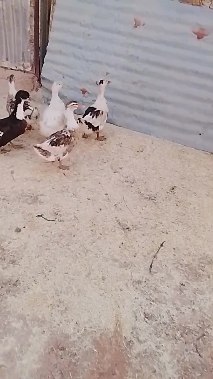 بطات للبيع


**إذا كنت صاحب هذا الإعلان وتريد حذفه لأي سبب، رجاءا أرسل رسالة إلى الدعم الفني**