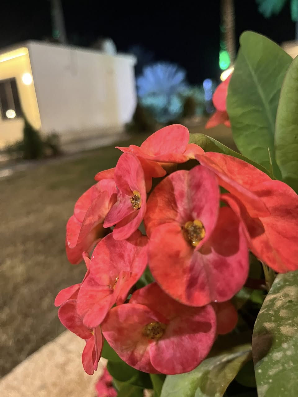 �✨ سفاري ✨🌿

مزرعة سفاري متوفرة للإيجار خلال أيام العيد 🎉
أجواء راقية وراحة واستجمام للعائلة والأصدقاء 🏡💚

✔️ مساحات خضراء واسعة
✔️ جلسات مريحة 
✔️ أجواء هادئة ومناسبة للعيد
✔️ متوفرة للحجز اليومي

للحجز والاستفسار مراسلتنا على الأرقام التالية  📩
العيد أحلى 

‭٠٧٧٨ ١٨٦ ٢٧٩٨‬

‭٠٧٨٠ ٣٤١ ٢٧٢٧‬

