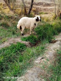اخوان متاح فطيمه عوسيه درجة اولى سمينه قافله الي يردهة يعلق او يتصل 07...