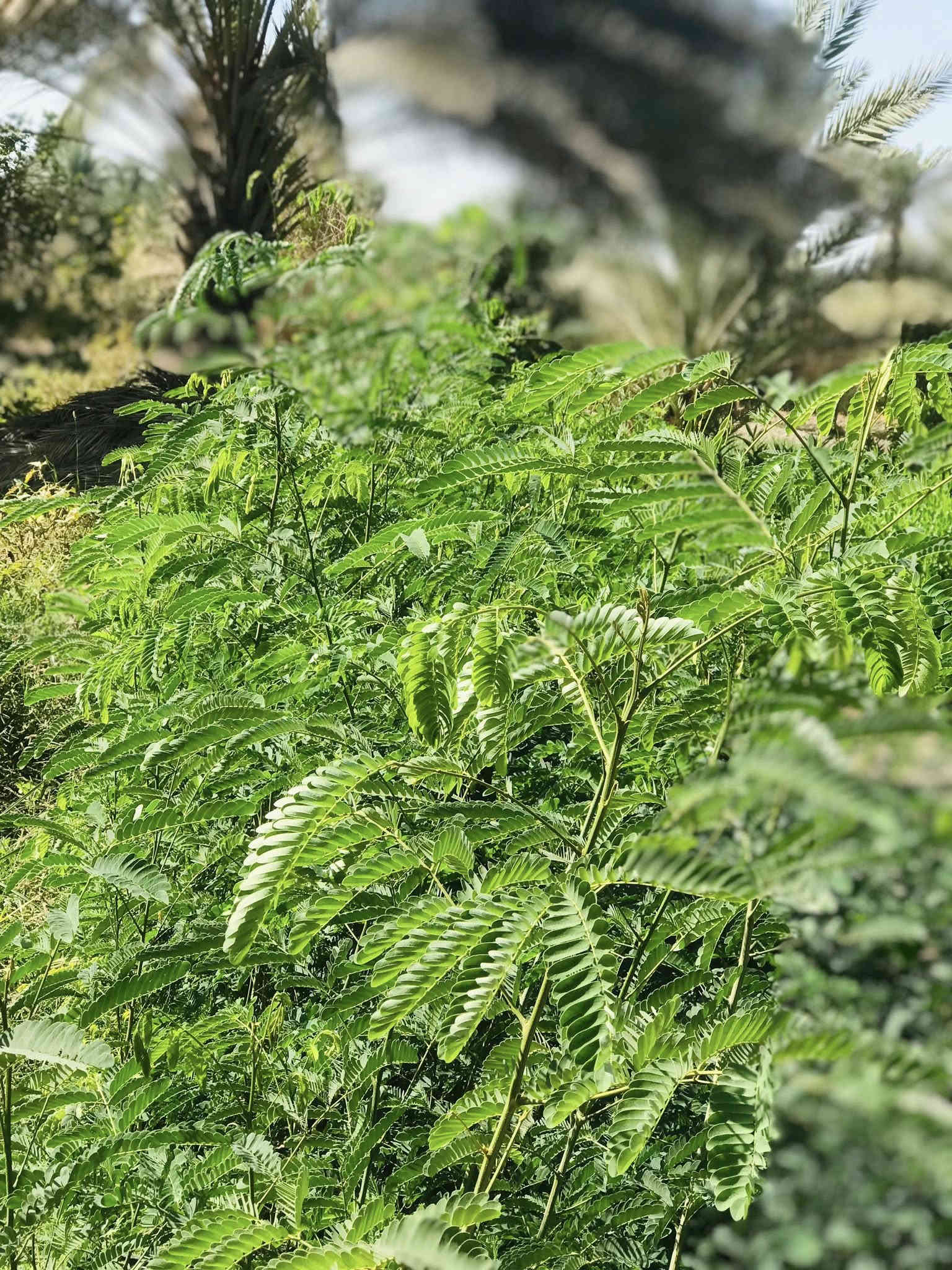 السلام عليكم 
متوفر ددونيا ارتفاع متر وفوك سعر جمله 500
وايضا متوفر البيزيا لبخ سندان 19 ارتفاع متر ونصف سعر جمله 1500 

حله /قرب العلويه شريفه (ع)
***********
