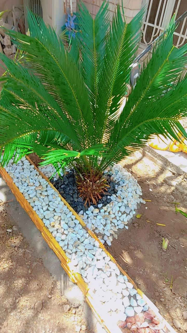 سلام عليكم خوان جاهزين لي عمل حدائق مقرنص وشلالت ونافورات وثيل ونضام السقي الحديث عمل داخل بغداد فقط *********** ***********
