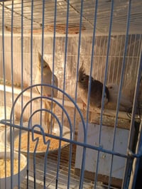 عندي طيور للبيع عندي كوكتيل زوج وعندي طيرايا حب هما والقفص السعر 50,00...