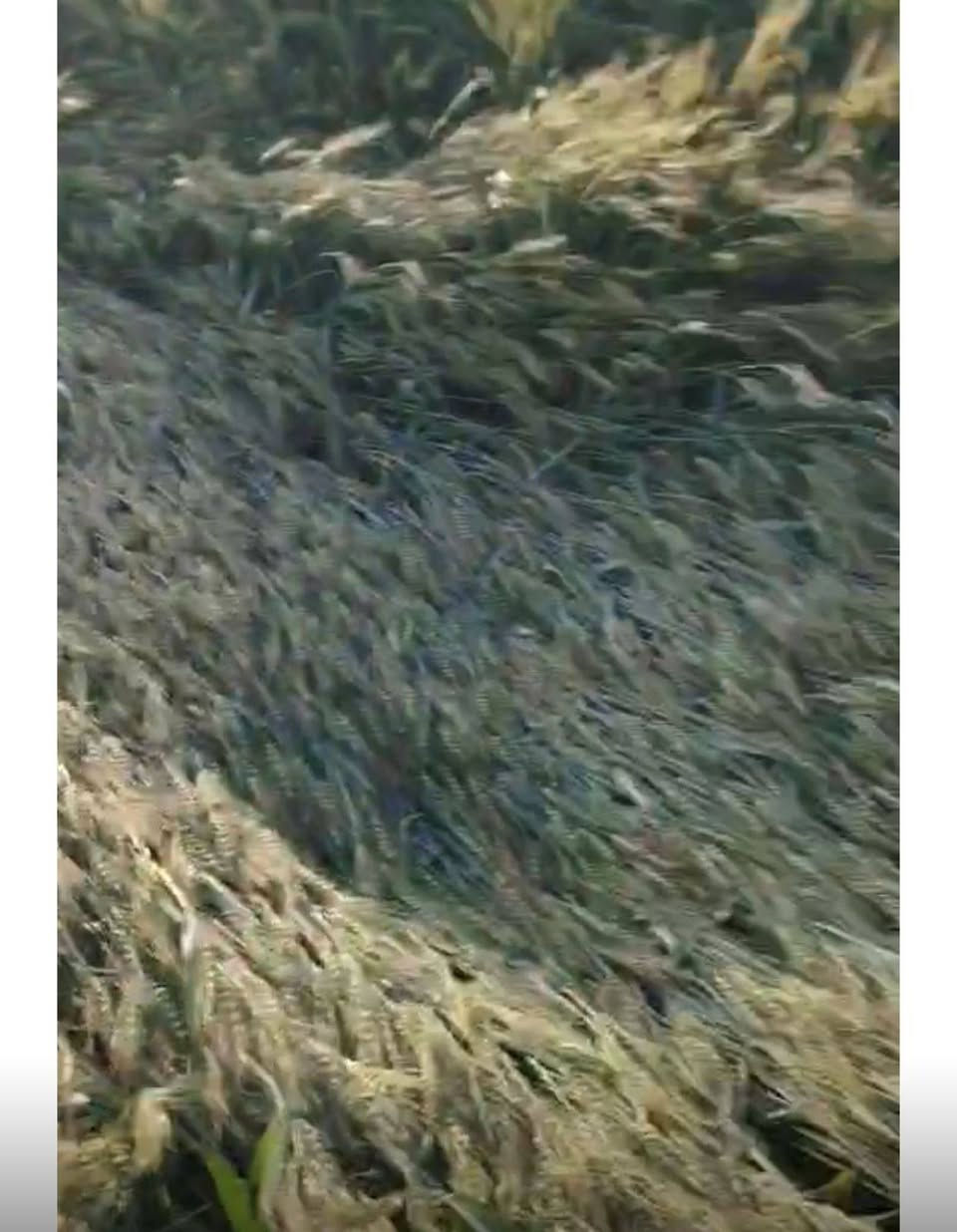 جله للبيع نص من عدهه محصوده والباقي بطعامهه محولبه 
5 مرشات محوريه وحده 120 دونم والباقي 80  بادية النجف الصفيه على الاتصال ‏‪***********‬‏
