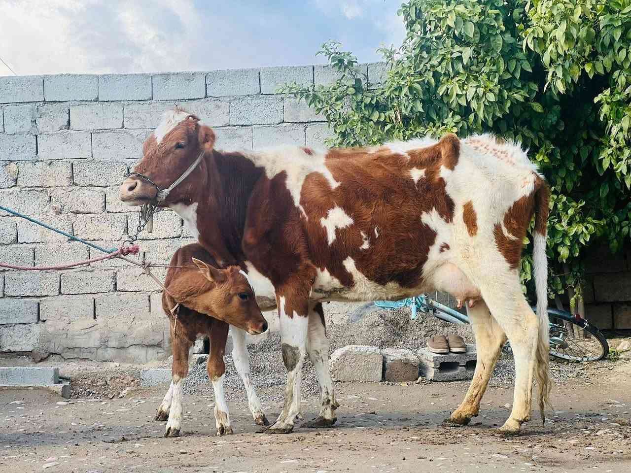 السلام عليكم ورحمه الله وبركاته بقره والده بيه فره بل حليب الحليب خير من الله السعر مليون 950 وبيه مجال الاستفسار ع هاذه الرقم *********** الموقع ناحيةالزاب ملاحظه يرهم مراوس بحلال
