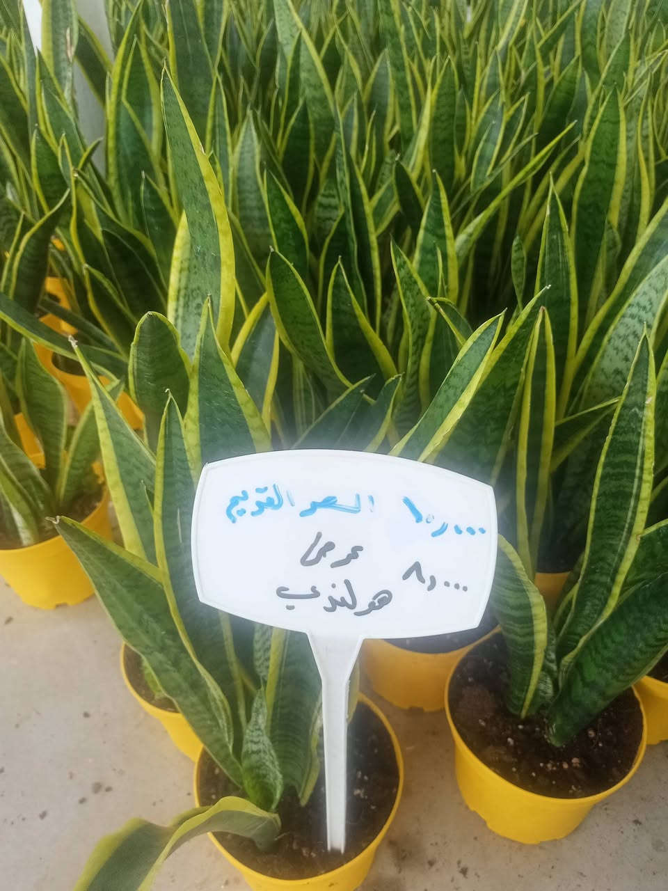 عروض خاصة مشتل سناريا سايدين حي المحاربين شارع النخيل


**إذا كنت صاحب هذا الإعلان وتريد حذفه لأي سبب، رجاءا أرسل رسالة إلى الدعم الفني**