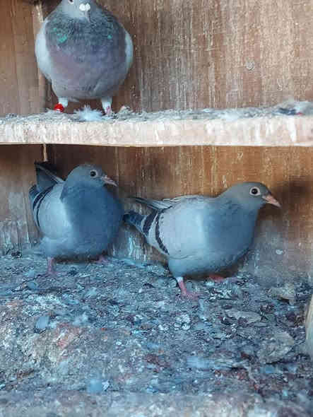 عدد 12 سعر الزوج 20 مكاني بل شعلة ***********
