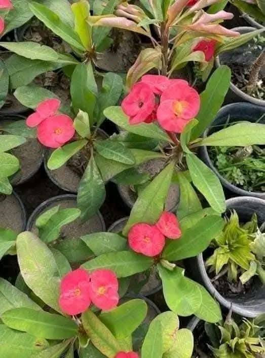 انواع الورد الدائمي للحجز تواصل خاص


**إذا كنت صاحب هذا الإعلان وتريد حذفه لأي سبب، رجاءا أرسل رسالة إلى الدعم الفني**