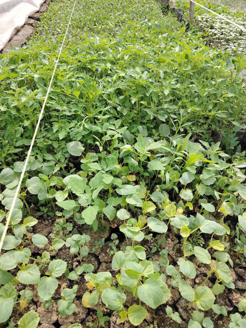 يوجد شتل للبيع ( طماطه + بيذنجان أسود واخضر + وباميه +) *********** + *********** السعر قرص 100 دينار
