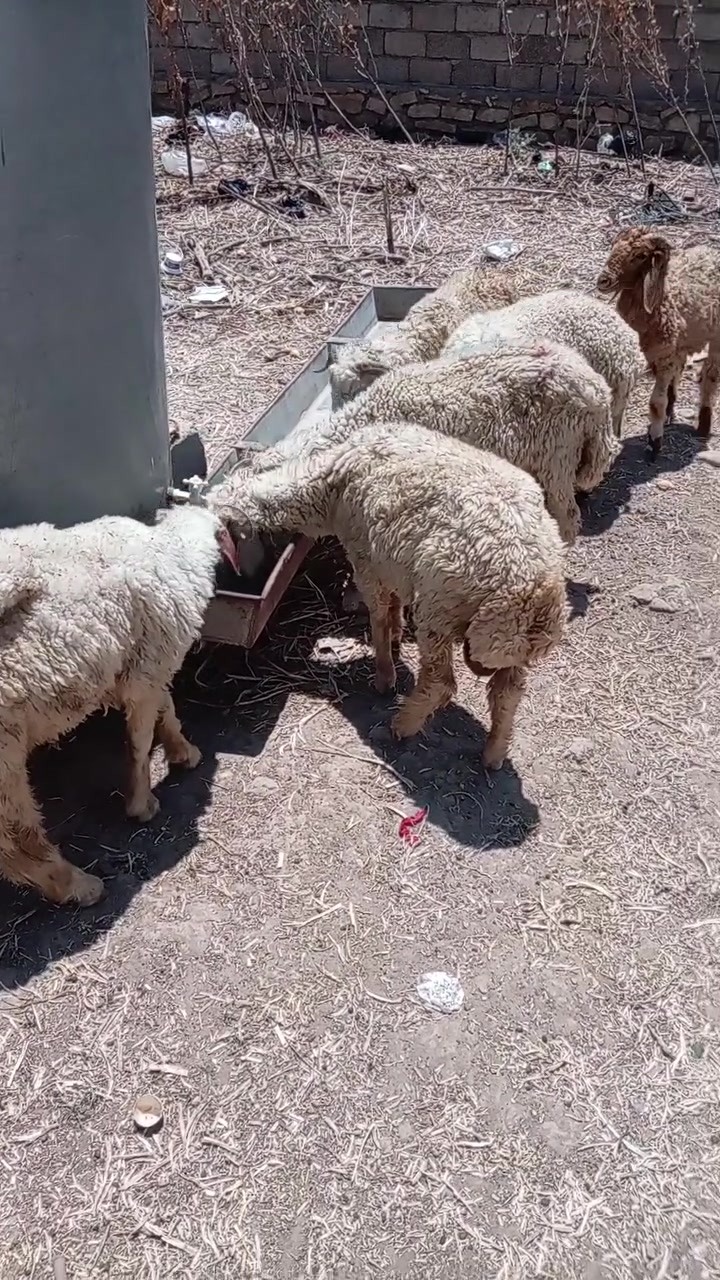 طليان عدد. 5 
موقع.  نمرود الجرف
سعر زوج. 560 
***********
***********
