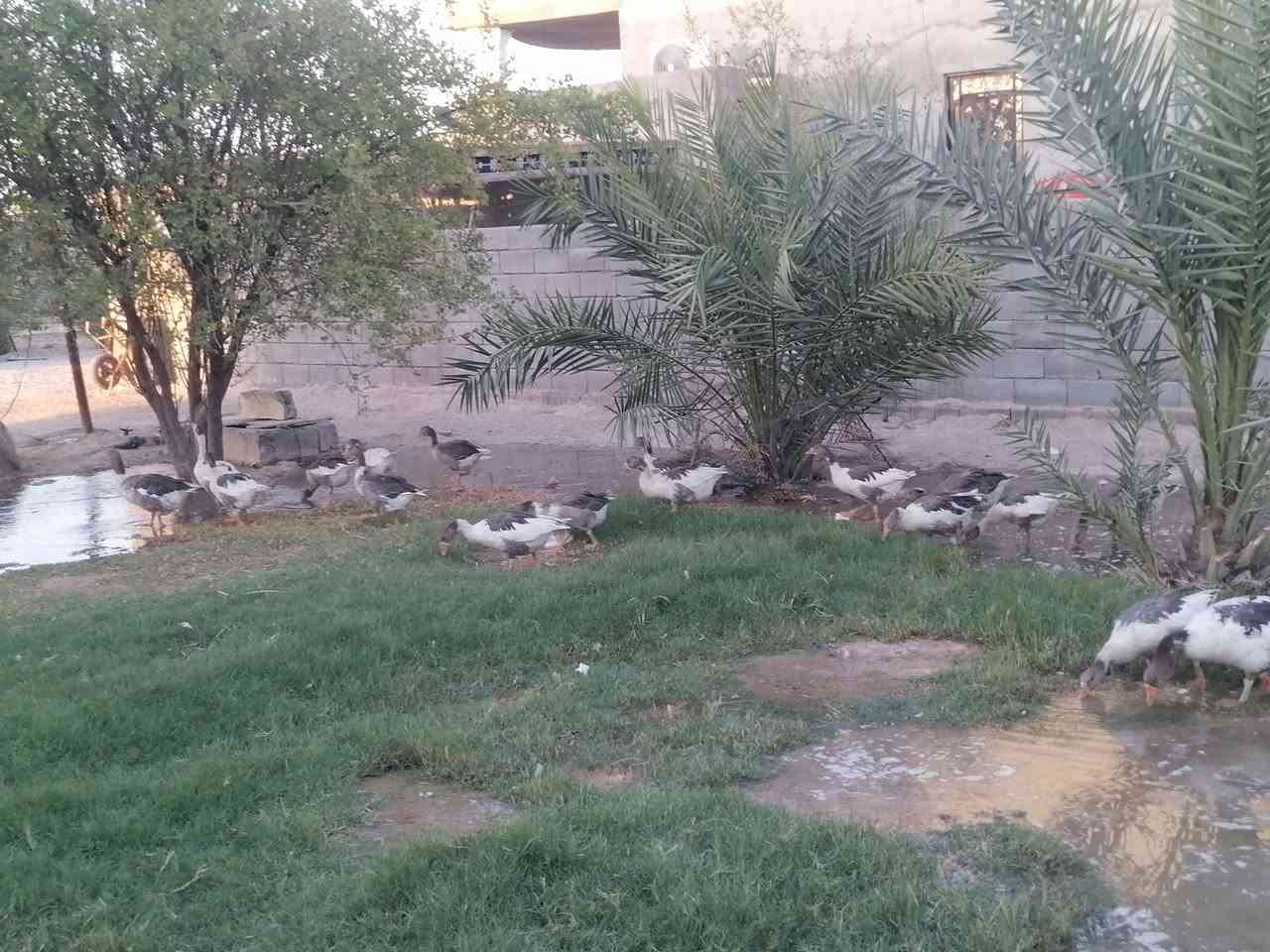 متاح بطوط عربيات الزوج ب ٤٥ المكان الزبير المكصب


**إذا كنت صاحب هذا الإعلان وتريد حذفه لأي سبب، رجاءا أرسل رسالة إلى الدعم الفني**