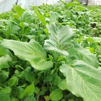 دايه بيذنجان • الديوانية • قضاء سومر