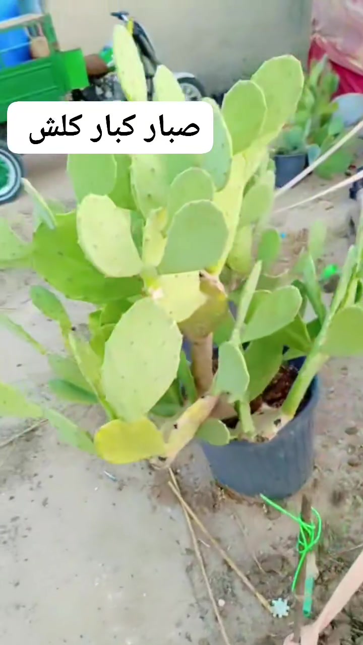 متوفر صبار كبار كلش حلوات ديكور
مكاني بصره زبير الي يريدهن بالخدمه 
سعرهن مناسب


**إذا كنت صاحب هذا الإعلان وتريد حذفه لأي سبب، رجاءا أرسل رسالة إلى الدعم الفني**