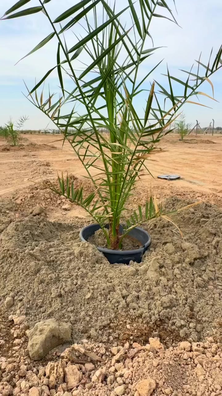 السلام عليكم متابعينا الكرام 🌴✨

📅 اليوم بتاريخ 2026/3/7
نوضح لكم الطريقة المعتمدة للزراعة من قبل كادر ومشتل سلام الشمري، والتي تتم وفق خطوات مدروسة لضمان أفضل النتائج ونمو مثالي للفسائل 🌱

أولاً ① 🚜
تسوية الأرض باستخدام ماكنة الليزر لضمان استواء الأرض بشكل دقيق وتهيئتها بالشكل الصحيح لعملية الزراعة.

ثانياً ② 💧
تأسيس منظومة ري حديثة لضمان توزيع المياه بشكل منتظم وتوفير الاحتياج المائي للفسائل بطريقة علمية.

ثالثاً ③ 📐
تحديد وتنقيط أماكن زراعة النخيل بواسطة جهاز التوتل ستيشن لضمان زراعة الفسائل بنسق واحد وبمسافات دقيقة ومدروسة.

رابعاً ④ 🕳
حفر أماكن زراعة النخيل باستخدام البريمة بعمق متر واحد وقطر 70 سم لتهيئة حفرة مناسبة لنمو الجذور.

خامساً ⑤ 🌿
إضافة سماد متحلل بكمية 15 كغم مع زميج نهري خالٍ من الأملاح ثم ترجيع التربة وتهيئتها لاستقبال الفسائل.

🌴✨ هذه الخطوات الدقيقة هي الأساس في نجاح مشاريع زراعة النخيل التي ينفذها كادر ومشتل سلام الشمري، لضمان تأسيس مزارع حديثة بإنتاجية عالية وجودة متميزة بإذن الله
_______________________________
للاستفسار الاتصال على الأرقام التالية 📞:
*********** / ***********
أو مراسلة الصفحة مباشرة.
العنوان 📍: واسط / قضاء الصويرة / مجاور محطة وقود ديار شمر
