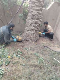 قطع الاشجار • نخيل • عالقة بالكهرباء