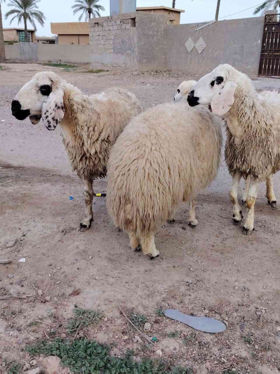 السلام عليكم اخواني الجنايه نعاج العدد ٦عرجيليات خط اول مكفولات على كل عيب من ضمنهن 3مطافيل 3ماخذات فحل
العنوان بغداد التاجي
***********.
***********
