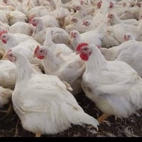 دجاج حي أبيض • الدور كراج سعد • توصيل