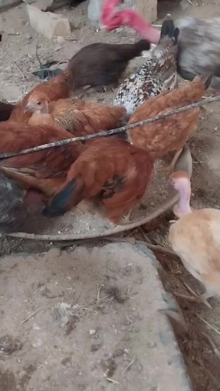 متاح فرايج ابو اركيبه وعادي العمر ٣اشهر  الزوج ٩ الاف الي يريدها يتواصل عالخاص المكان بلد صلاح الدين


**إذا كنت صاحب هذا الإعلان وتريد حذفه لأي سبب، رجاءا أرسل رسالة إلى الدعم الفني**