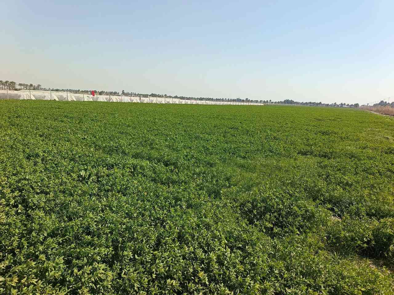 يوجد برسيم للضمان 11 دونم منطقة دليمي
للاستفسار ***********
