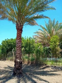 1325 متر طابو نموذج السند 25 تحويل اسهم وجه 60 × 22 مشجره نخيل خدمات  ...