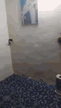 سلام عليكم بيت برعاسة نهاية شارع البدالة بت تجاوز حلو ومرتب سقفة سندويج سعر 24 وبي مجال ***********
