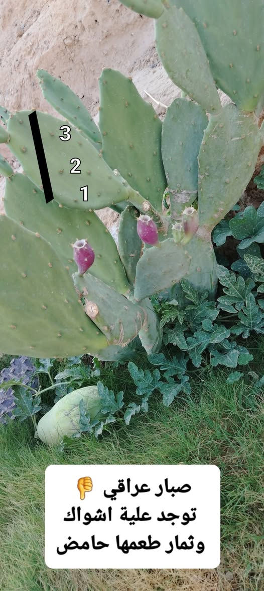 الفرق بين التين الشوكي الهجين/////و// الصبار العراقي  موضح في الصور ادناه👇👇👇
بحيث التين الشوكي الهجين يتميز بعدد النتؤات المكونه عادة من ((6- 7))  مصفوفه بشكل عمودي مائل.
ثمارة تكون على 3 انواع احمر ابيض اصفر 
ذات طعم حلو وبذور قليلة واشواك تكاد جداا معدومه .

اما الصبار العراقي يتميز بوجود 3 ثلاث نتؤات عليه .
ثماره تكون حامضه مع وجود بذور واشواك ناعمه.

يتوفر لدينا شتلات وكفوف واسعار مناسب
تتوفر خدمة توصيل 

***********
