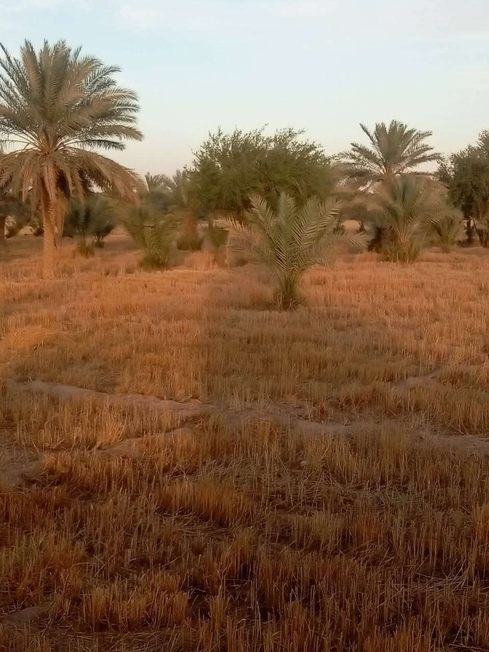 ‏سلام عليكم
 بستان للبيع المساحه  ٦ دونم تحتوي على اشجار مثمره من النخيل والسدر وبئر ماء وكهرباء سعر الدونم الواحد ١٥ مليون مع المجال الموقع  نجف كوفه البراكيه الجنوبيه  تبعد عن  الشارع الرئيسي ٣٠٠ متر للاستفسار ...
الاتصال على الارقام التاليه 
‏‪***********‬‏ا
