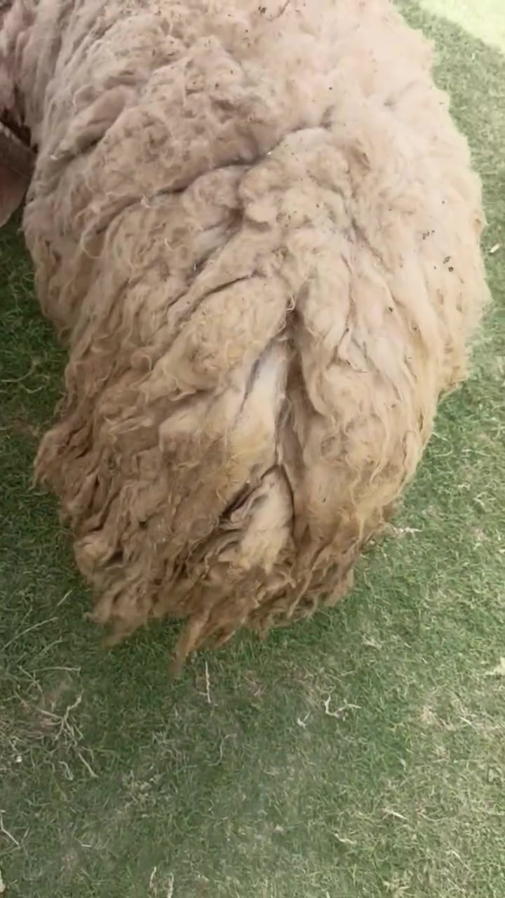 جبش للبيع مبدل أربع سنون يرهم كصابة ويرهم ضحية 
العنوان أطراف الفلوجة وتوصيل ما عندي
السعر 575


**إذا كنت صاحب هذا الإعلان وتريد حذفه لأي سبب، رجاءا أرسل رسالة إلى الدعم الفني**