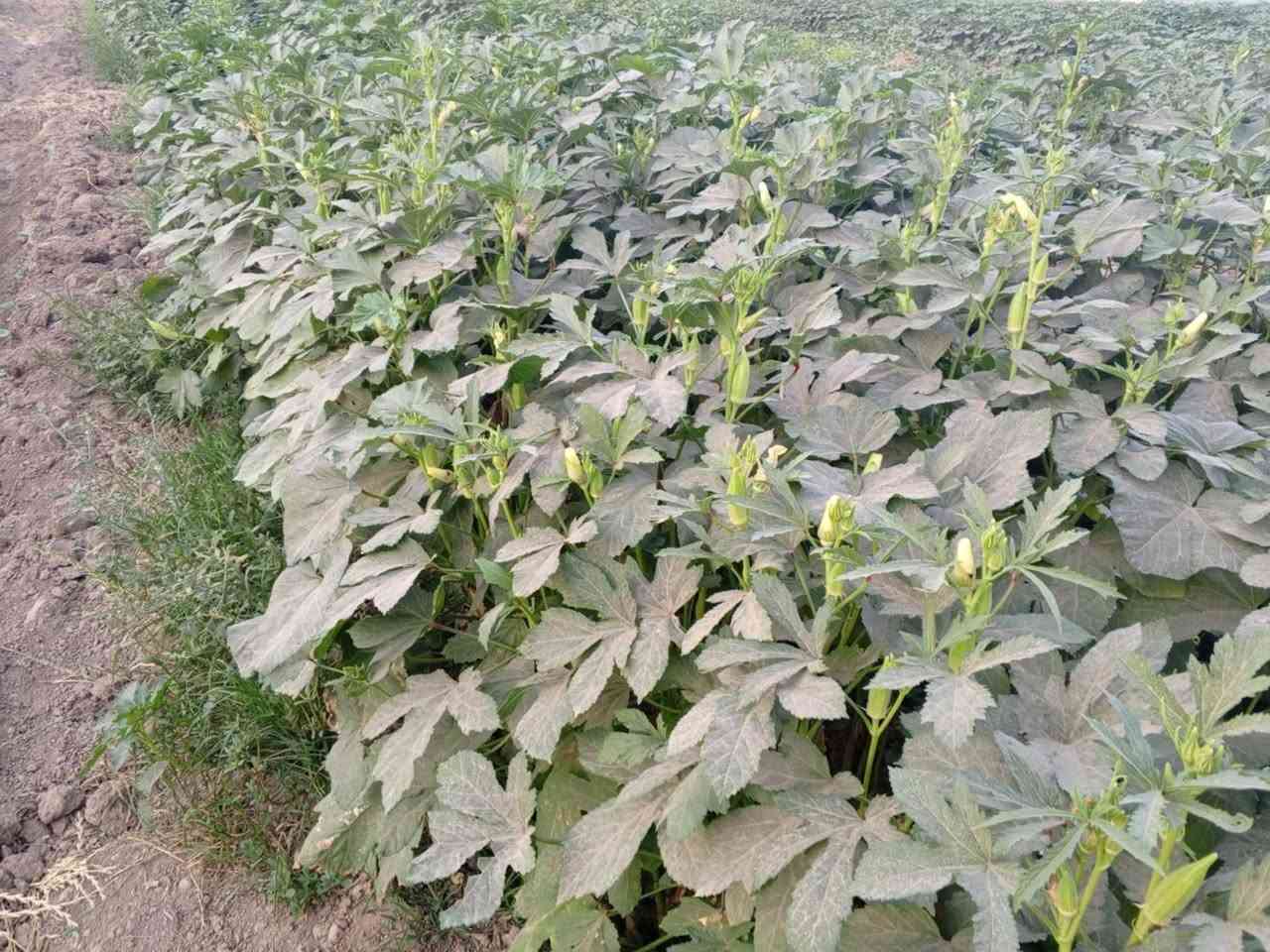 توجد لدينا بذور باميه فرنسيه الاربعينيه الاصليه بنت القوطيه جيل اول لون فاتح للثمر تتحمل درجات الحراره الكافيه للإستفسار ***********
