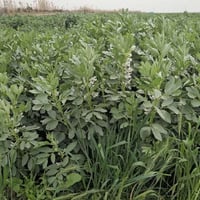 متابعة مزارع • باقلاء • الشحيمية