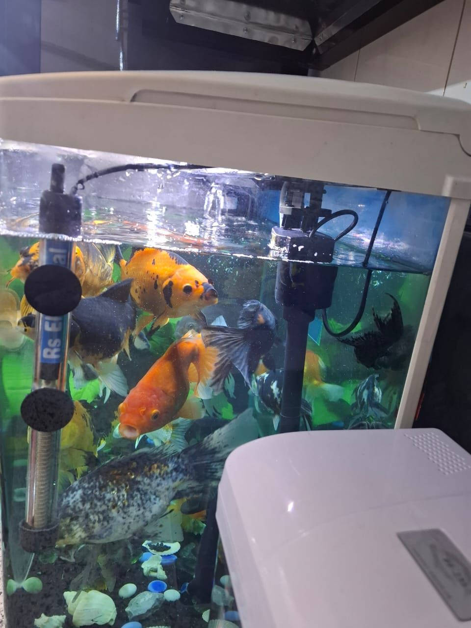 حوض اسماك حجم ٦٠ سم العرض والارتفاع ٤٨  هيتر وفلتر سقفي والزينه ماته كلها وياه من عدى الاسماك مكاني بغداد عامريه للاتصال *********** متواجد واتس اب فقط
