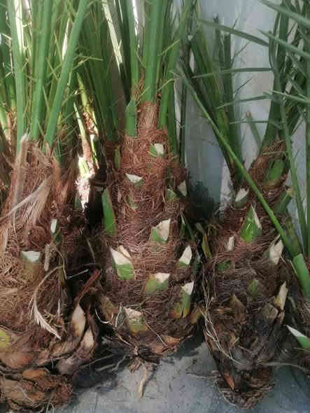 توجد انواع فسائل النخيل وباسعار مناسبة جدا
برحي مكتوم مجهول قرنفلي 

عجوه المدينة طه افندي 

اخت الفحل عوينه ايوب 

شويثي احمر واصفر 

بريم بربن ديري كنطار 

مكاوي خضراوي سلطاني 

جوزي قزمي حمراوي حمره الجبل 

ليلوي بلكه مكاوي خضراوي 

زاملي ابراهيمي اخلاص 

عنبره مشمشي بدعه 

مكاني كوت ***********
