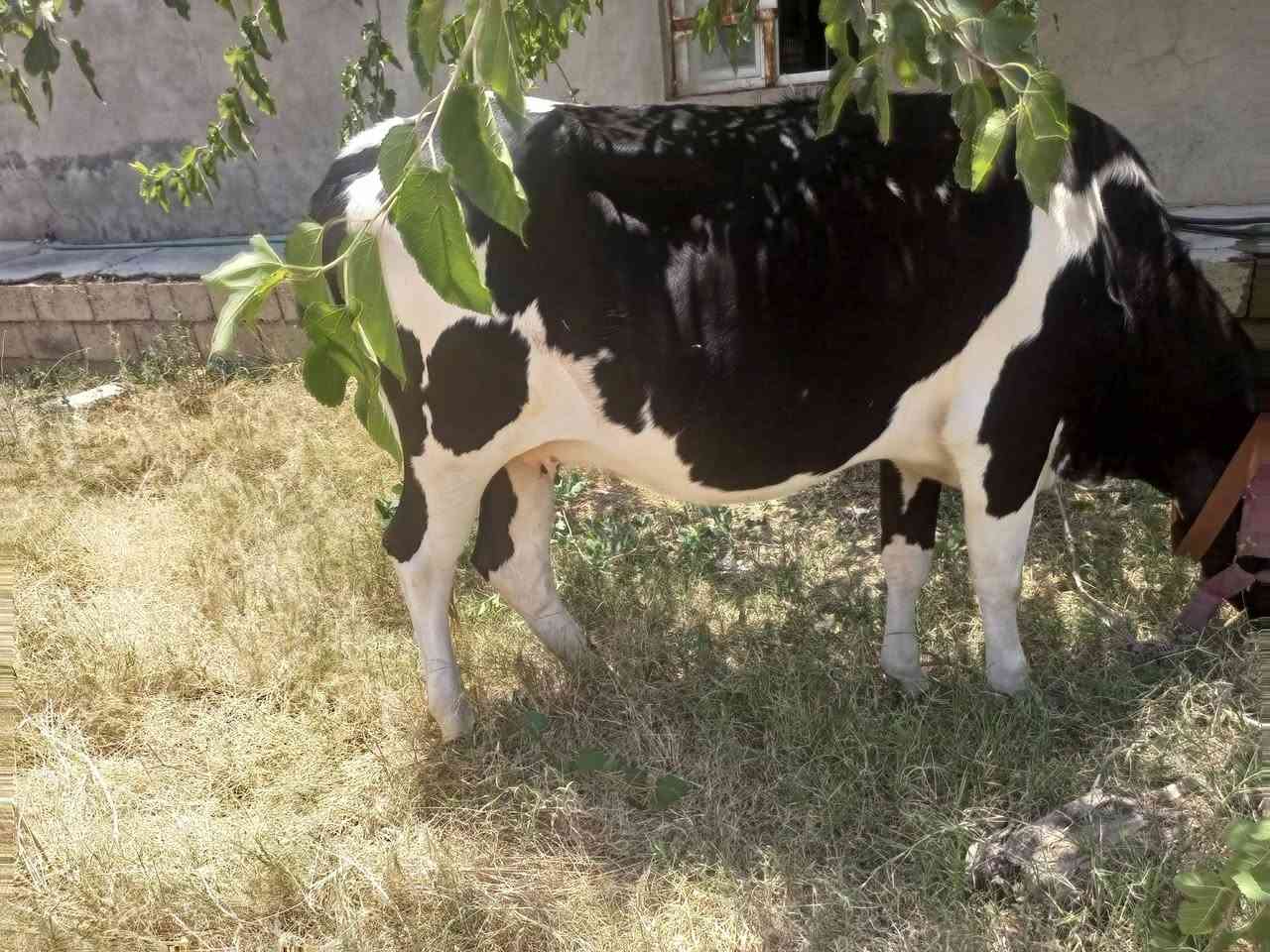 بقره فريزيه مال بيت خشنه ام ثاني حاطه على ميلاد حليب ودسامه خير من الله وين اليدور حلال مال جني الشراي يتصل ***********

