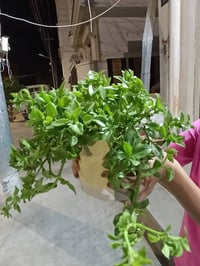 كلار ليوا ته نشت مزكوت بخاري 07700499706