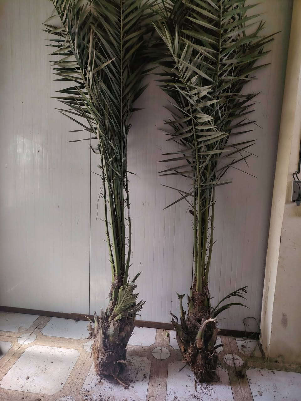 السلام عليكم عندي 6فسلان برحي حر وشرط الضمان وكل وحده بيهاا  3فسلان صغار مكاني قضاء الخالص طريق جديدةالاغوات الاتصال ***********
