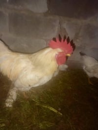 ديج عرب • محاويل • حي ابو سديره