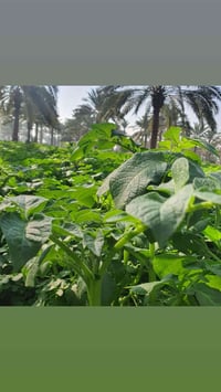 ابو غريب حميد شعباج • ٢٥دونم • طابو