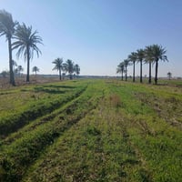 الفلوجه شهابي الثانيه • دونمين • سند٢٥