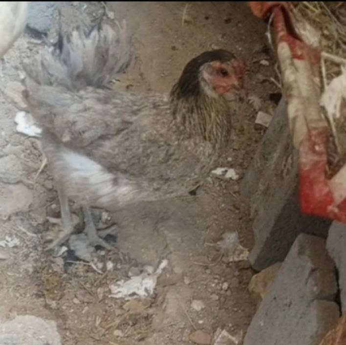 4 دجاجات بياضات السعر ب 60


**إذا كنت صاحب هذا الإعلان وتريد حذفه لأي سبب، رجاءا أرسل رسالة إلى الدعم الفني**