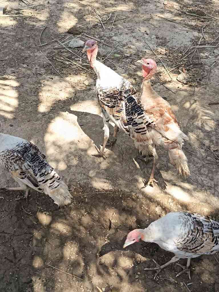 أقل من سعر السوك وبسعر مغري جداً 
7 فحول و4 نثايا بياضات مرتبات وألوان جميلة توصيل موجود 
التواصل خاص


**إذا كنت صاحب هذا الإعلان وتريد حذفه لأي سبب، رجاءا أرسل رسالة إلى الدعم الفني**